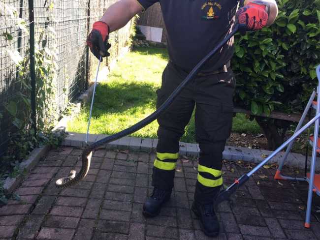 Vigilidelfuoco rettile