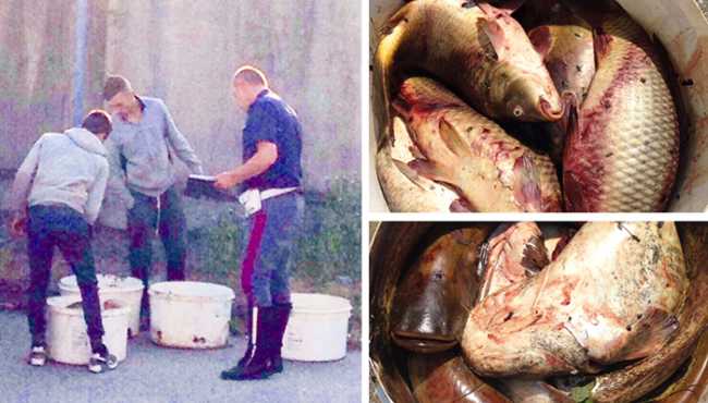 pesci polizia corrente