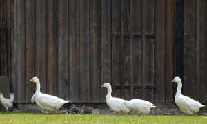 Agriturismo fattoria oche