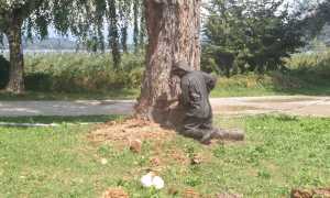 Castelletto Ticino calabroni