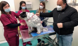 Schermata 2021 01 31 alle 11.15.45