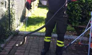 Vigilidelfuoco rettile