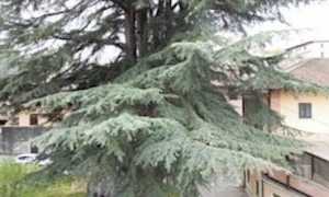 albero monumentale comignago