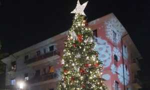 albero stresa 1
