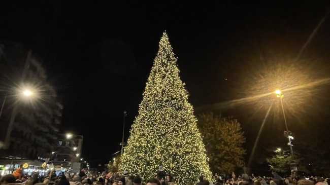 arona albero 2024