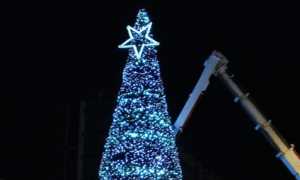 arona colloc albero 1