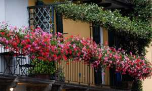 balcone fiori 1