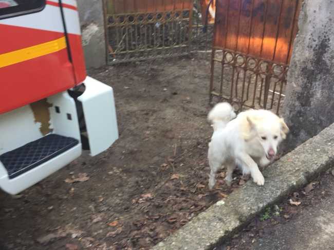 cagnolino caduto 1