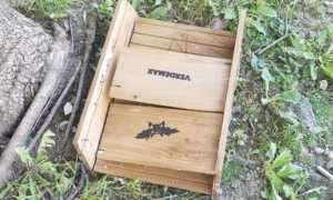casette pipistrelli