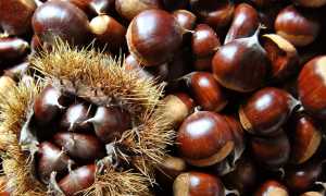 castagne foto