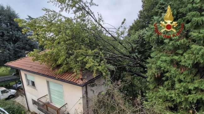 castelletto albero sopra abitazione