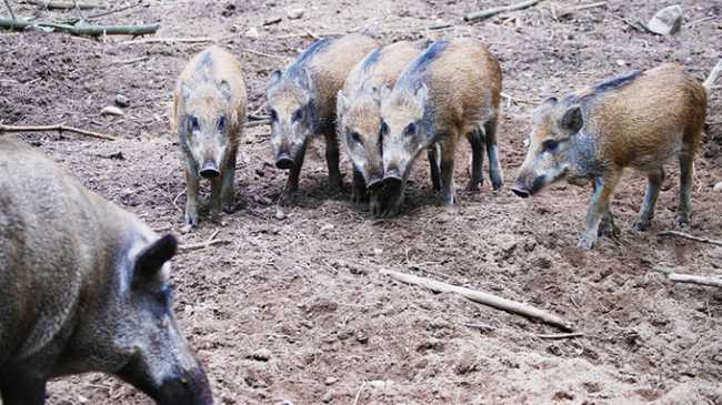 cinghiali brutti gruppo