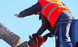 corta taglio pianta gru