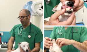 denti cane pulizia mix cavalli