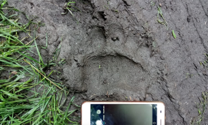 impronta orso fango giugno 20 mergozzo