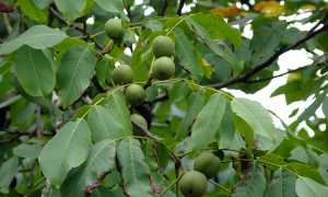 juglans regia