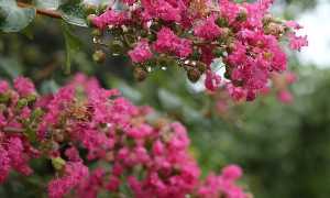 lagerstroemia