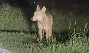 lupacchiotto oleggio castello set 25