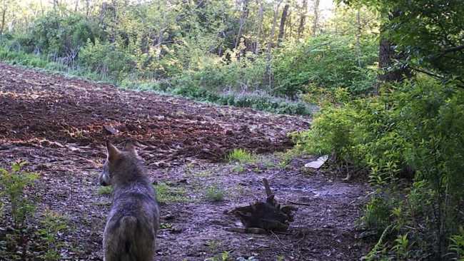 lupo individuato mezzomerico