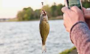 pesce di lago pescato