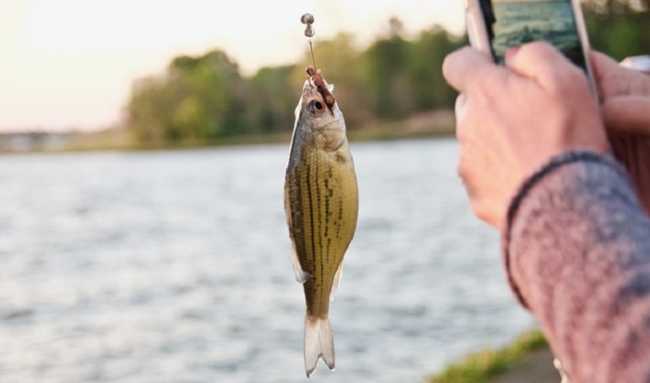 pesce di lago pescato