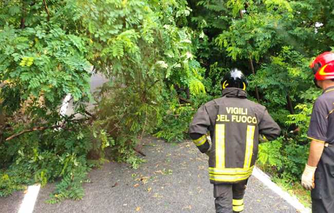 pianta caduta vigili arona 700