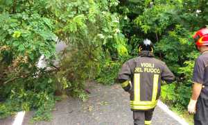 pianta caduta vigili arona 700