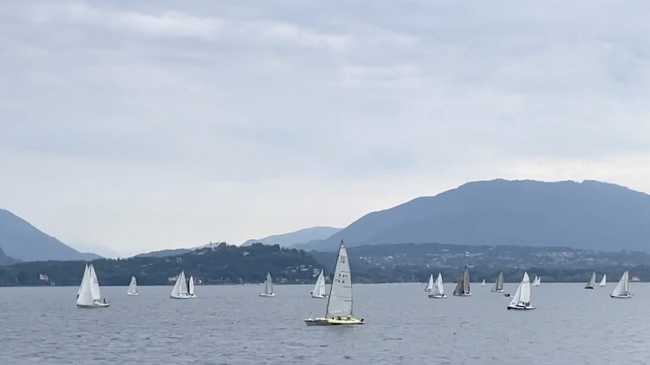 regata lesa