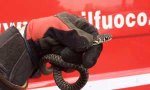 rettile vigile fuoco