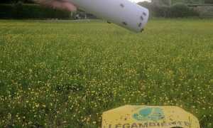 rilascio api dormelletto