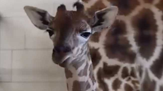 safari park pombia cucciolo giraffa