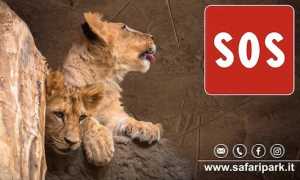 safari park sos
