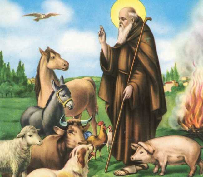 sant antonio abate animali