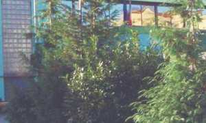 scuola arona e fermi