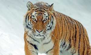 tigre neve