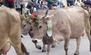 transumanza foto archivio