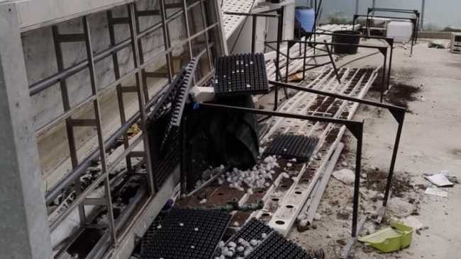 vandalismi cavallini lesa set 25