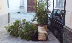 vasi sciolla vandali