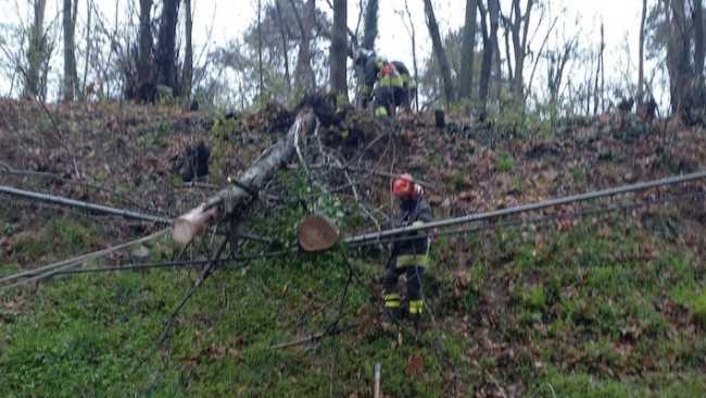 vp cascinetta alberi 2