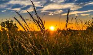 wheat 2391348 640