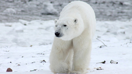 orso polare