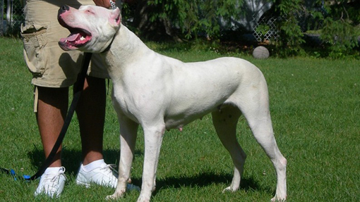 dogo argentino