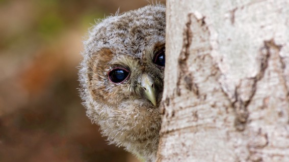 allocco foto tommaso nuti
