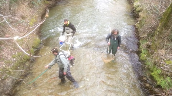 prelievi arona vevera