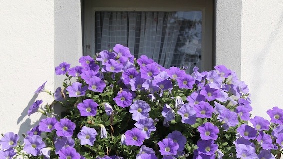 balcone fiori