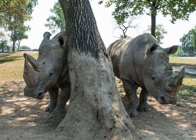 thumbnail rinoceronte safari park