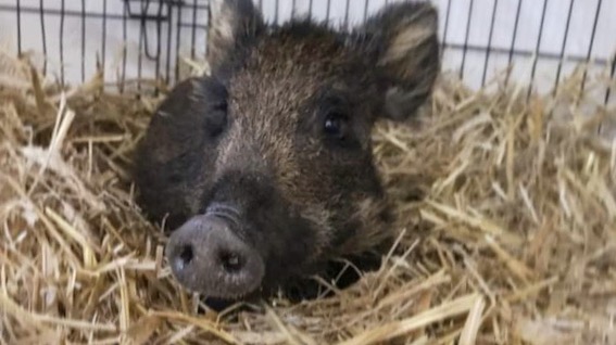 cinghiale piccolo salvo