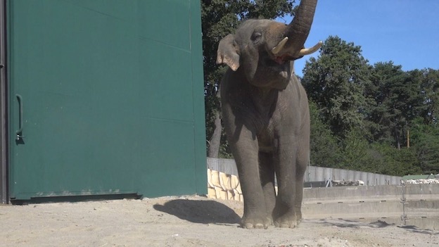 elefante safari park