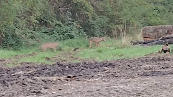 lupi olegg cast gatt