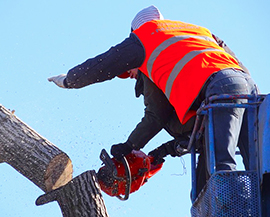 corta taglio pianta gru